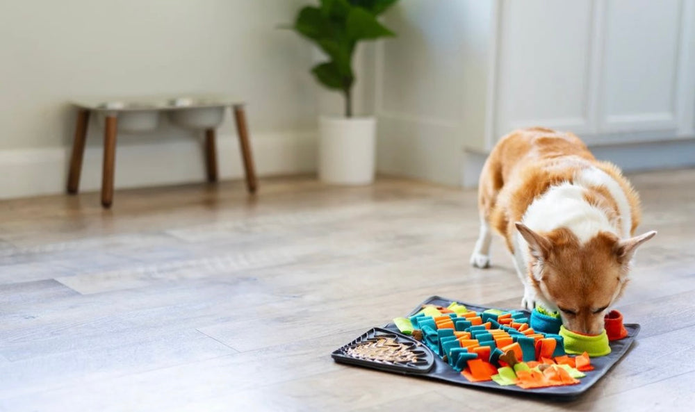 
                  
                    TAPIS DE FOUILLE INTERACTIF
                  
                