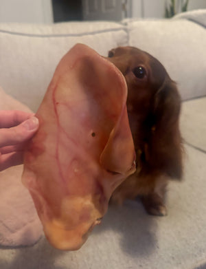 
                  
                    PIG EAR
                  
                