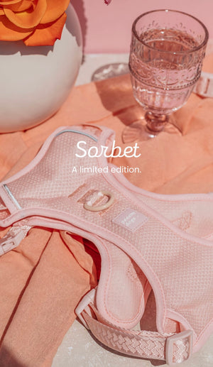 
                  
                    SORBET | Harness
                  
                